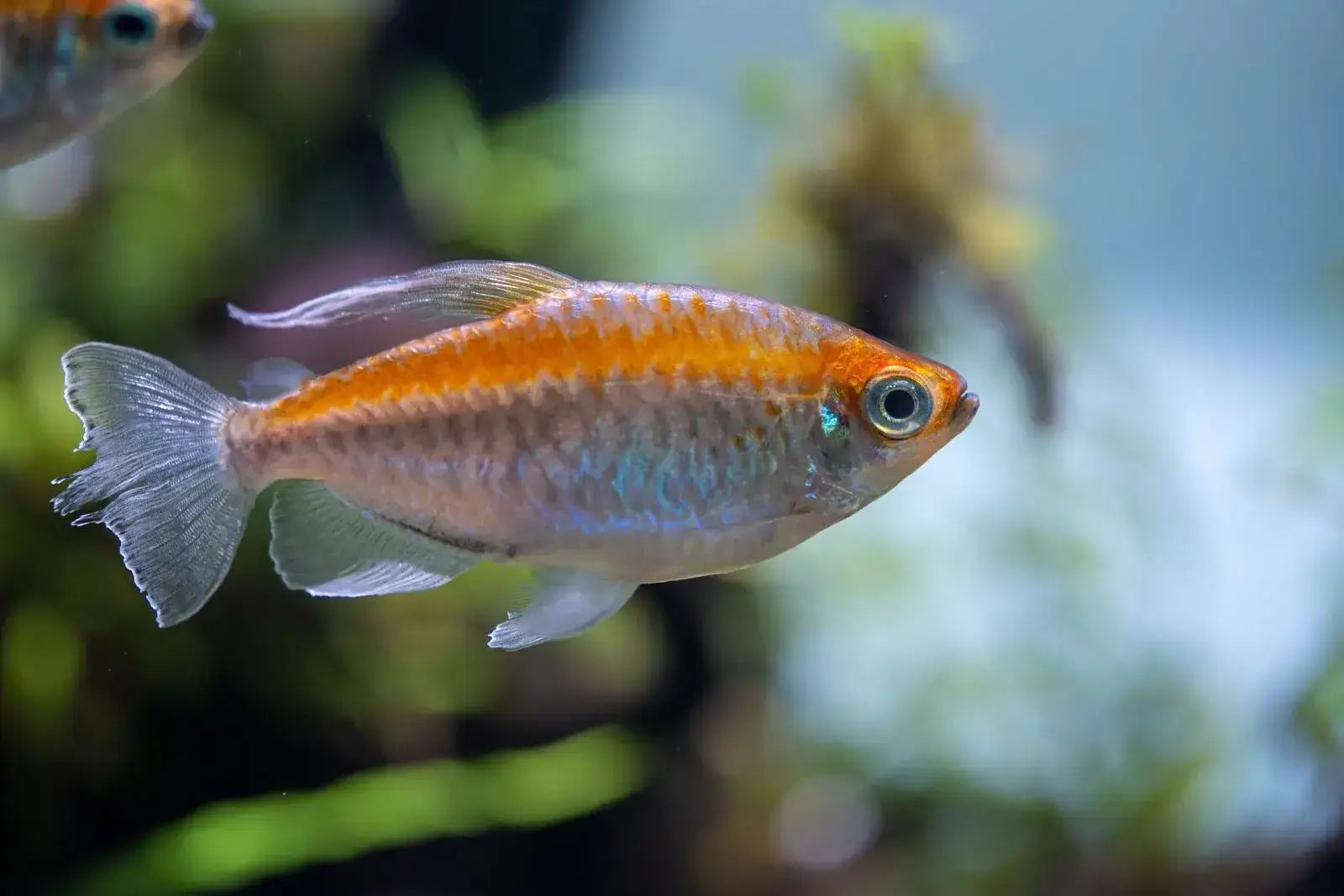 Congo Tetra.