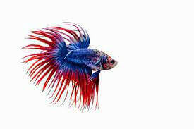 Crown Tail Betta, Male.