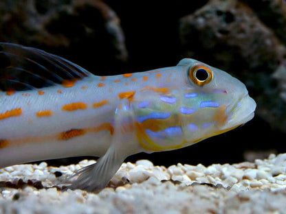 Diamond Watchman Goby