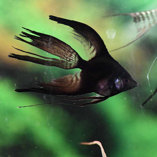 Longfin Black Angelfish