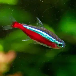 Cardinal Tetra Tank Breed.