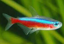 Cardinal Tetra Tank Breed.