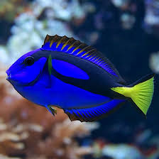 Blue Hippo Tang