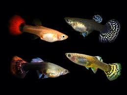 Assorted Guppy, Female