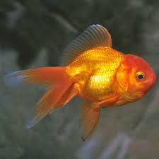 Red Oranda Goldfish