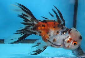 Calico Oranda Goldfish