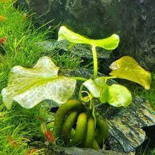 Aquarium Banana Plant.