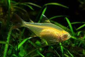 Gold Pristella Tetra