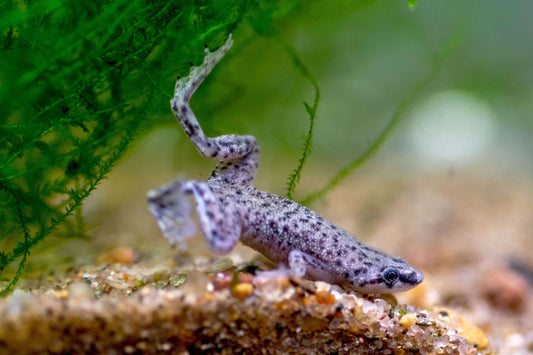 Dwarf African Frog