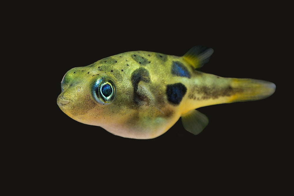 Indian Dwarf Puffer