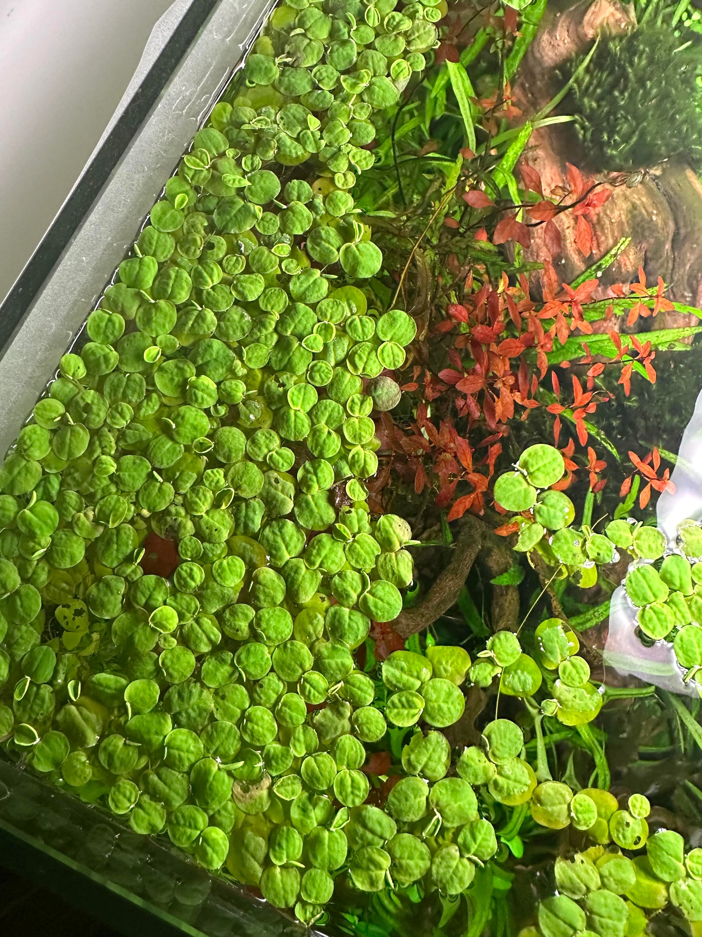 Red Root Floaters 4 Oz. Portion