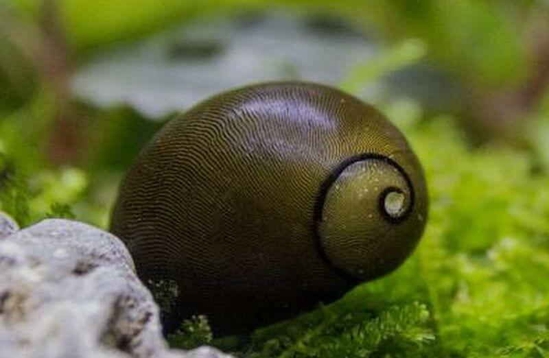 Olive Nerite Snail