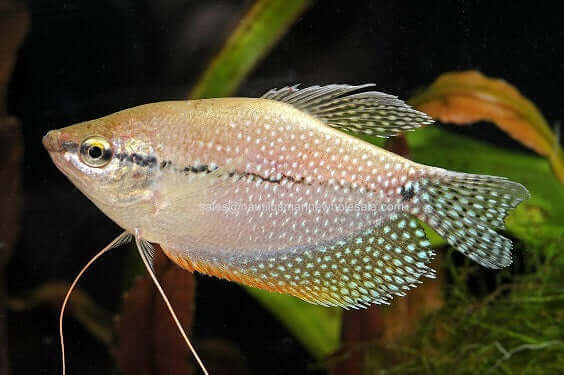 Pearl Gourami (Trichogaster leeri)