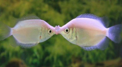 Kissing Gourami