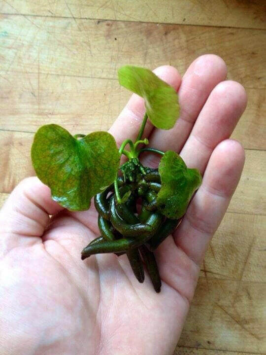 Aquarium Banana Plant.