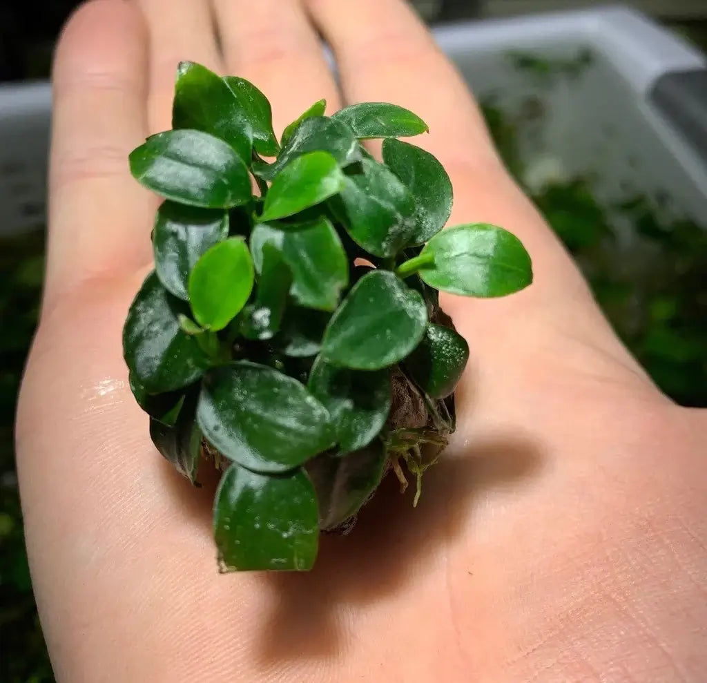 Anubias Nana "petite".