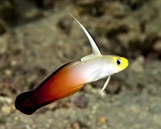 Firefish Goby