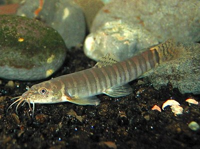 Sand loaches