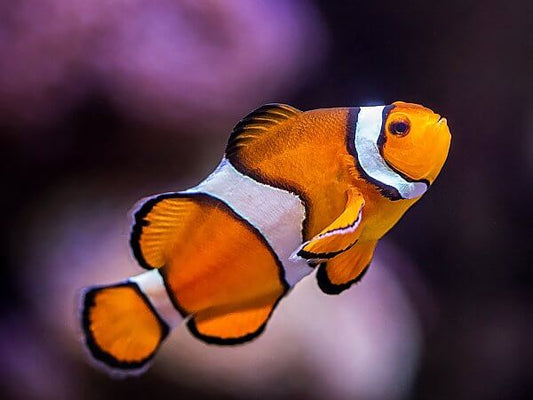 Ocellaris Clownfish Captive Breed