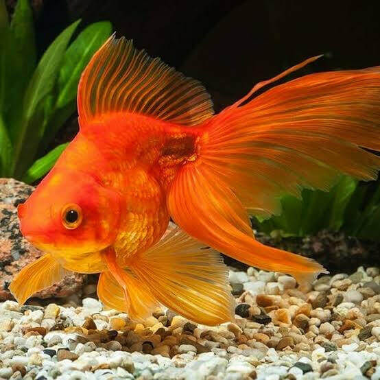 Fantail Goldfish, Red.