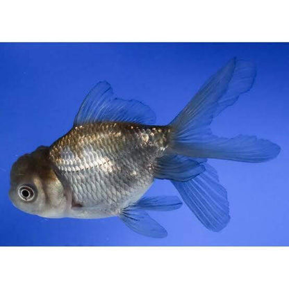 Blue Oranda Goldfish.