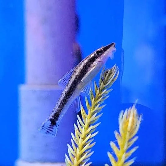 Otocinclus Catfish