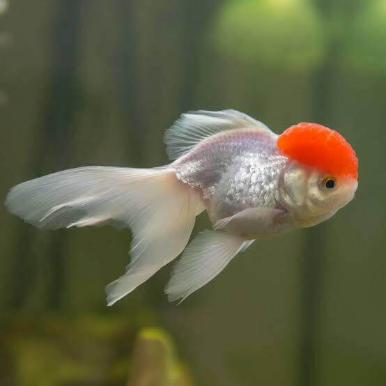 Red Cap Oranda Goldfish.