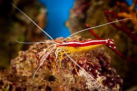 Cleaner Shrimp