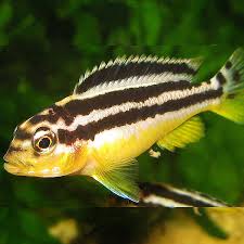 Auratus Cichlid