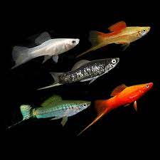 Assorted Swordtail