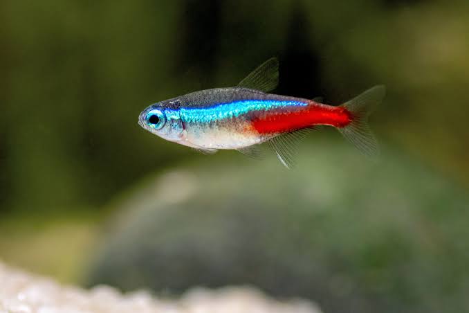 Neon Tetra Captive Breed.