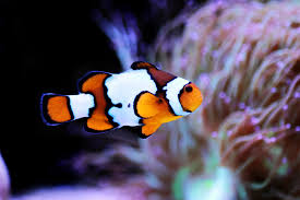 Premium Snowflake Clownfish