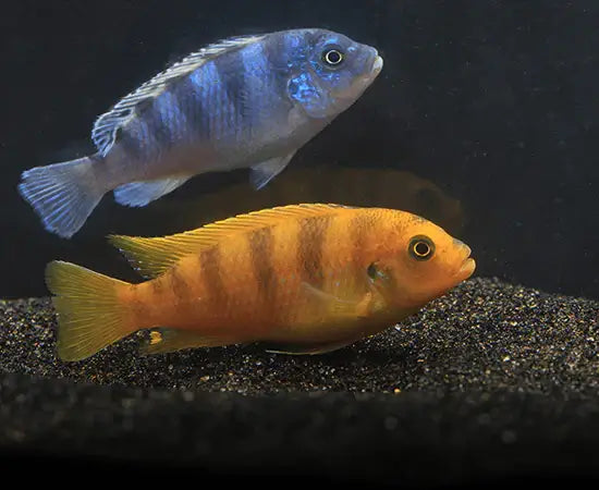 Kenyi Cichlid.