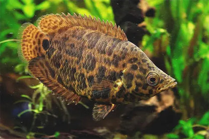 Leopard Ctenopoma