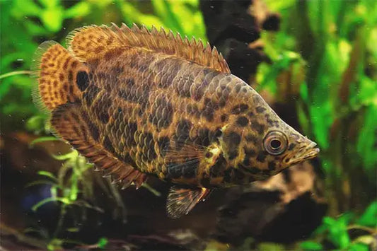 Leopard Ctenopoma