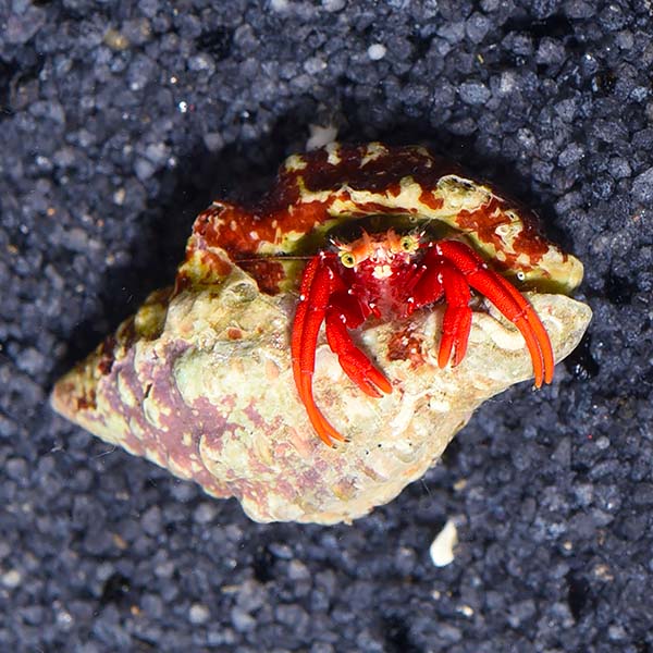 Scarlet Red Hermit Crab