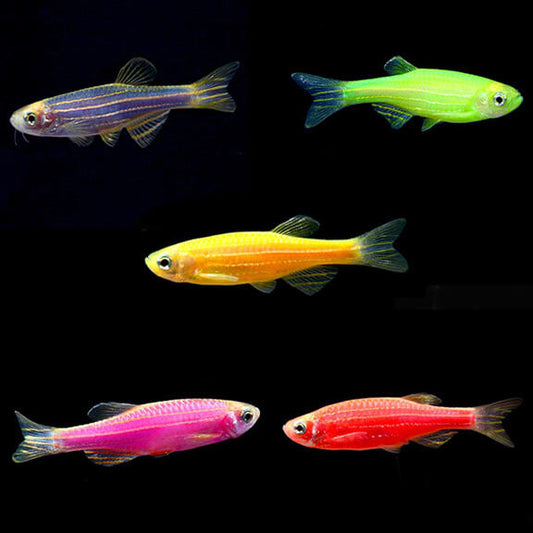 GloFish® Danio