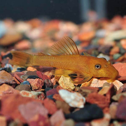 Super Red Bristlenose Pleco