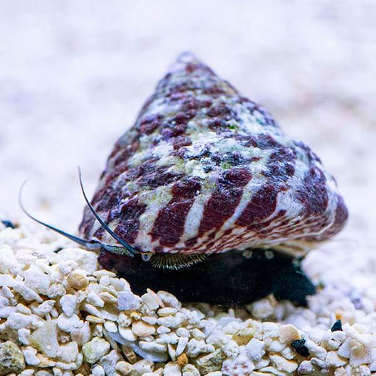 Banded Trochus Snail