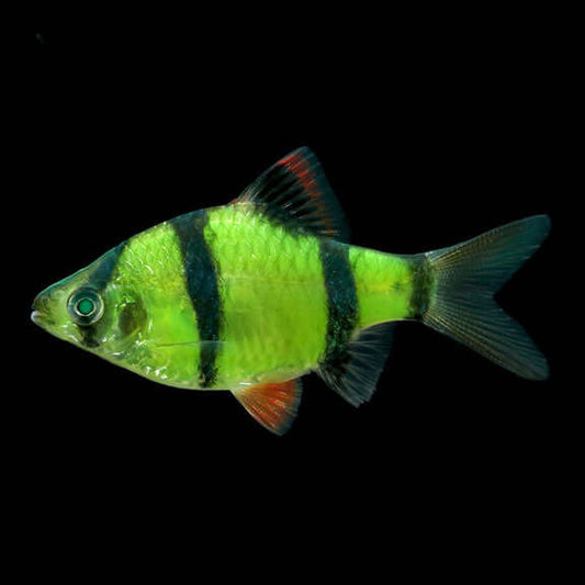 Electric Green® Barb