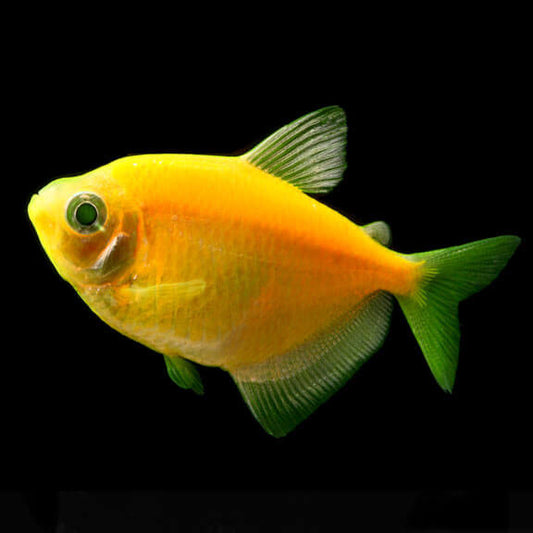 GloFish® Assorted Tetra