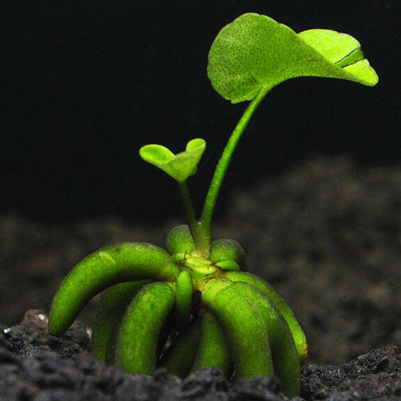 Aquarium Banana Plant