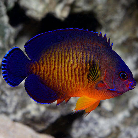 Coral Beauty Angelfish.