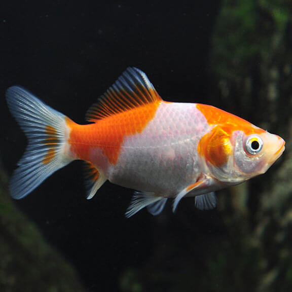 Comet Feeders Goldfish