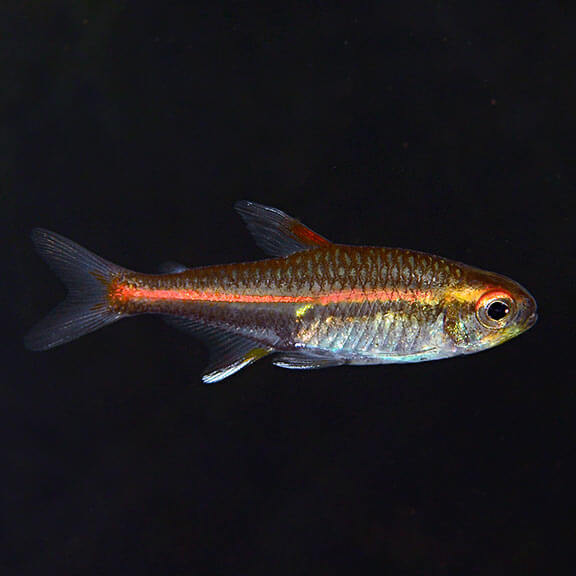 Glowlight Tetra