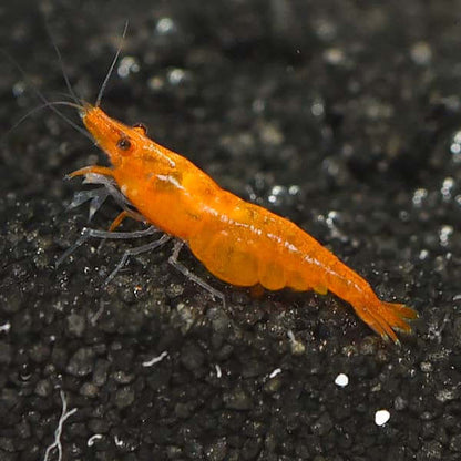 Pumpkin Shrimp