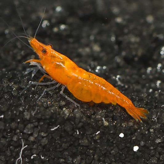 Pumpkin Shrimp