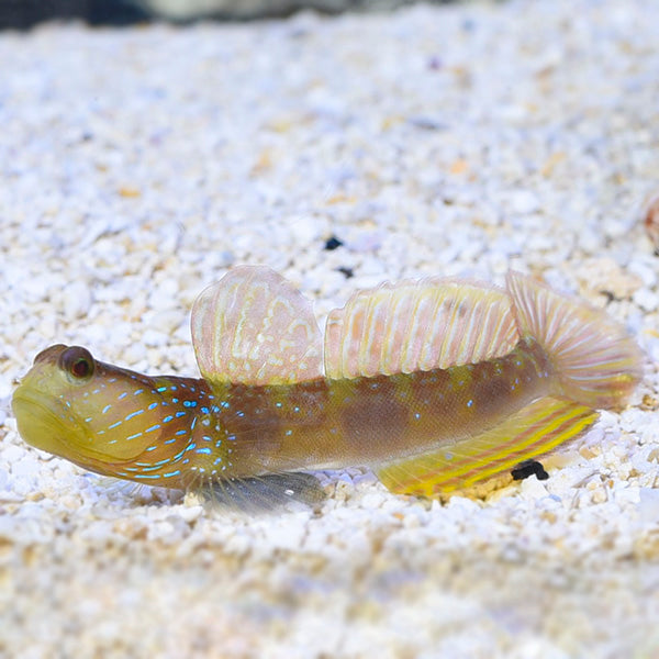 Watchman Goby