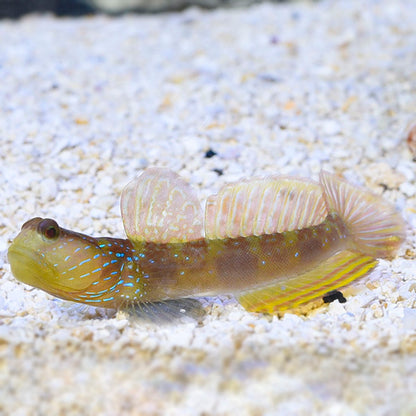 Watchman Goby