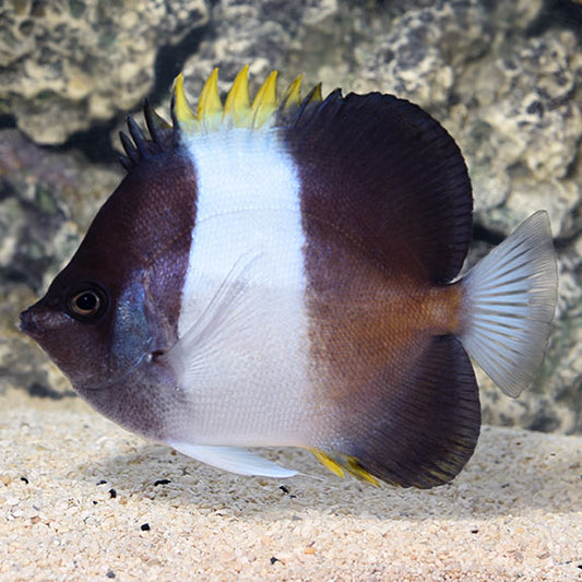 Zoster Butterfly Fish